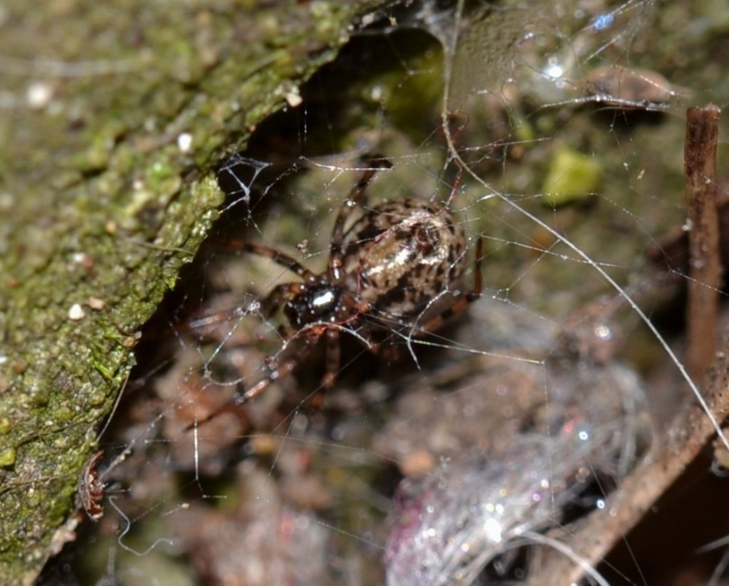 Enoplognatha cfr mandibularis maschio e femmina - Grosseto